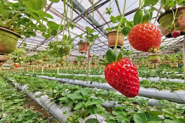 Cameron Kea Farm Hotel Brinchang Zewnętrze zdjęcie